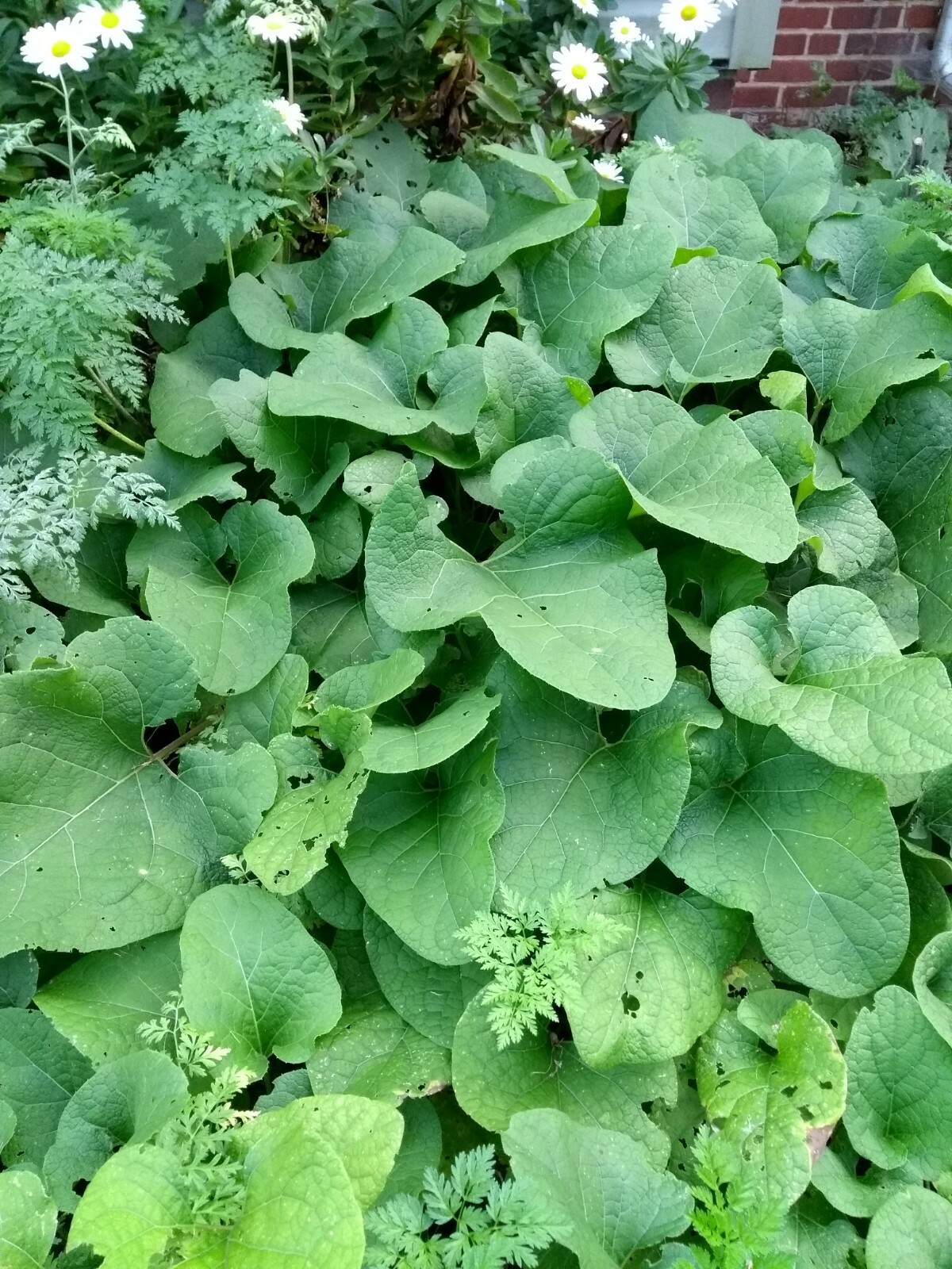 25 Large Burdock Arctium Lappa Plant Seeds Vegetable Japanese Garden