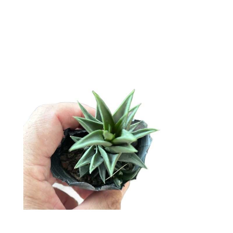 Live Plant Hard-Leaf Ivory Tower Perfect for Home Decor in Pot with Soil