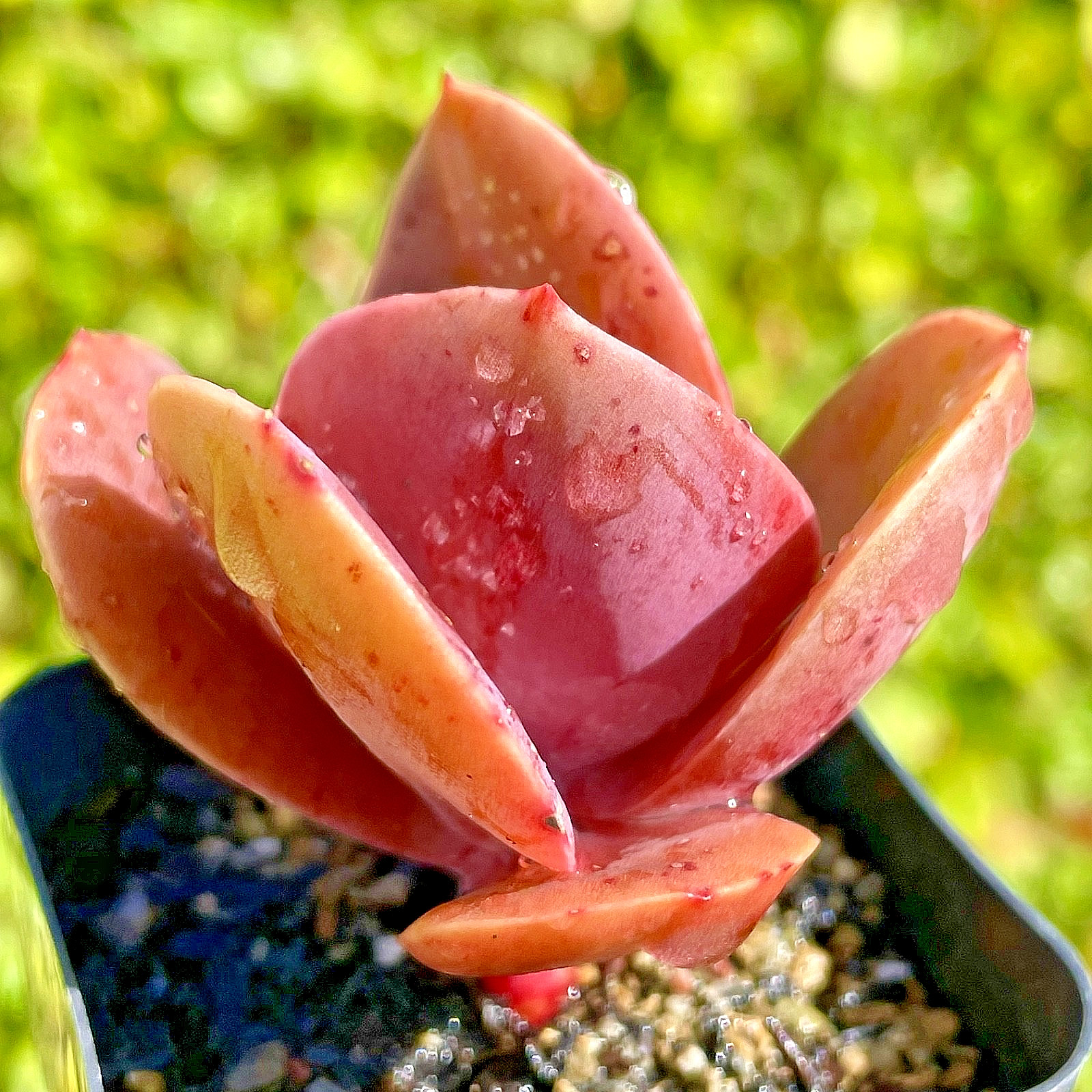 Rare Imported Burgundy Red Pink Paddle Succulent Rooted Live Plant 2.5-3″