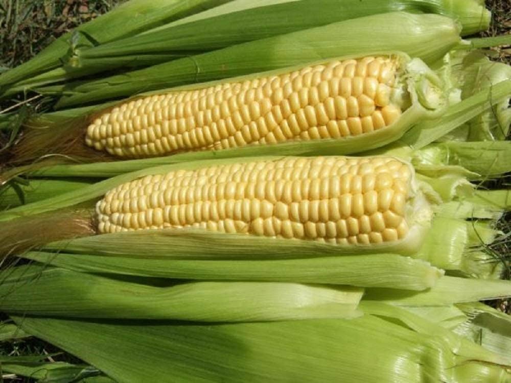 Corn Seeds, Ashworth Sweet Corn Seeds, “COOL BEANS N SPROUTS” Brand. Home Garde