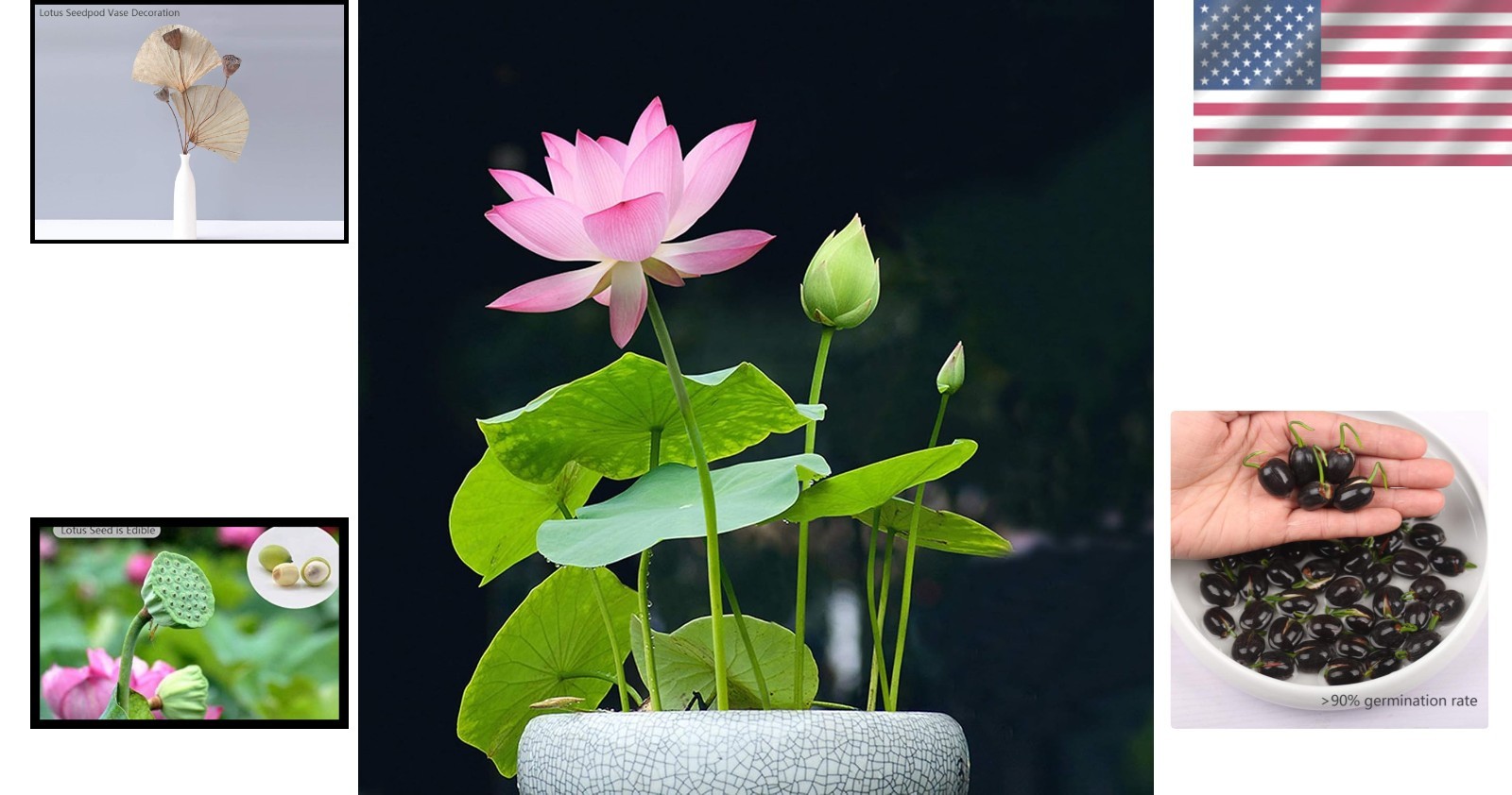 Lotus Flower Seeds for Indoor Outdoor Gardening – Purifying Pink & Red Blooms