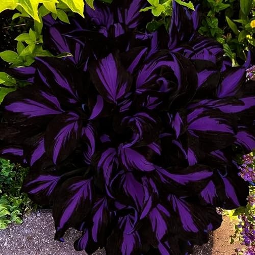 Mixed Hosta Seeds Collection(300+ Seeds),Variegated & Blue Foliage Shade
