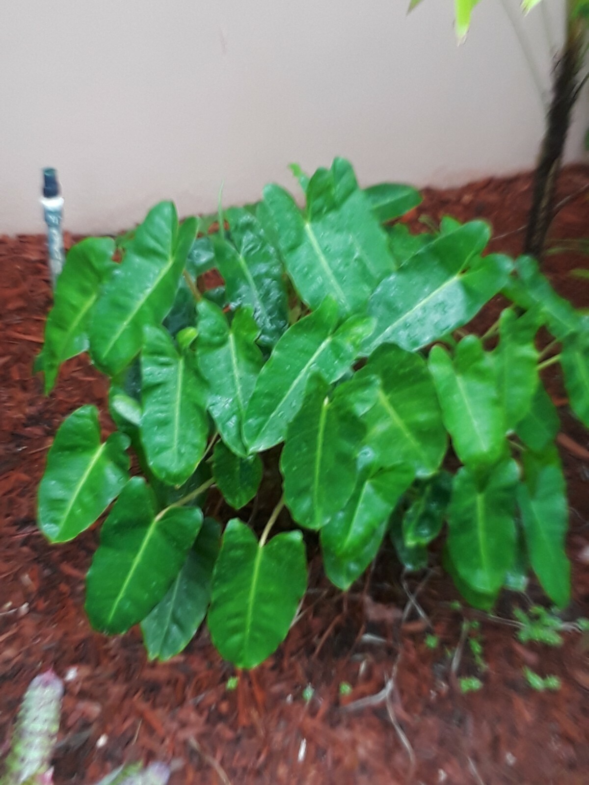 Burle Marx PHILODENDRON one tropical plant clipping