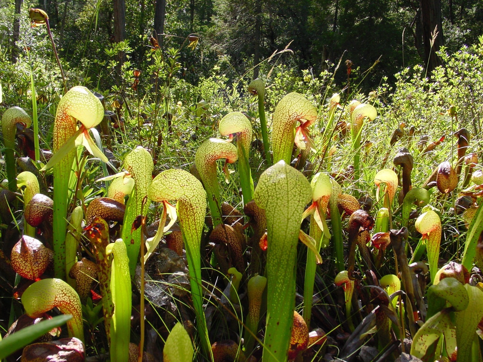 Darlingtonia californica COBRA PLANT Carnivorous Seeds!