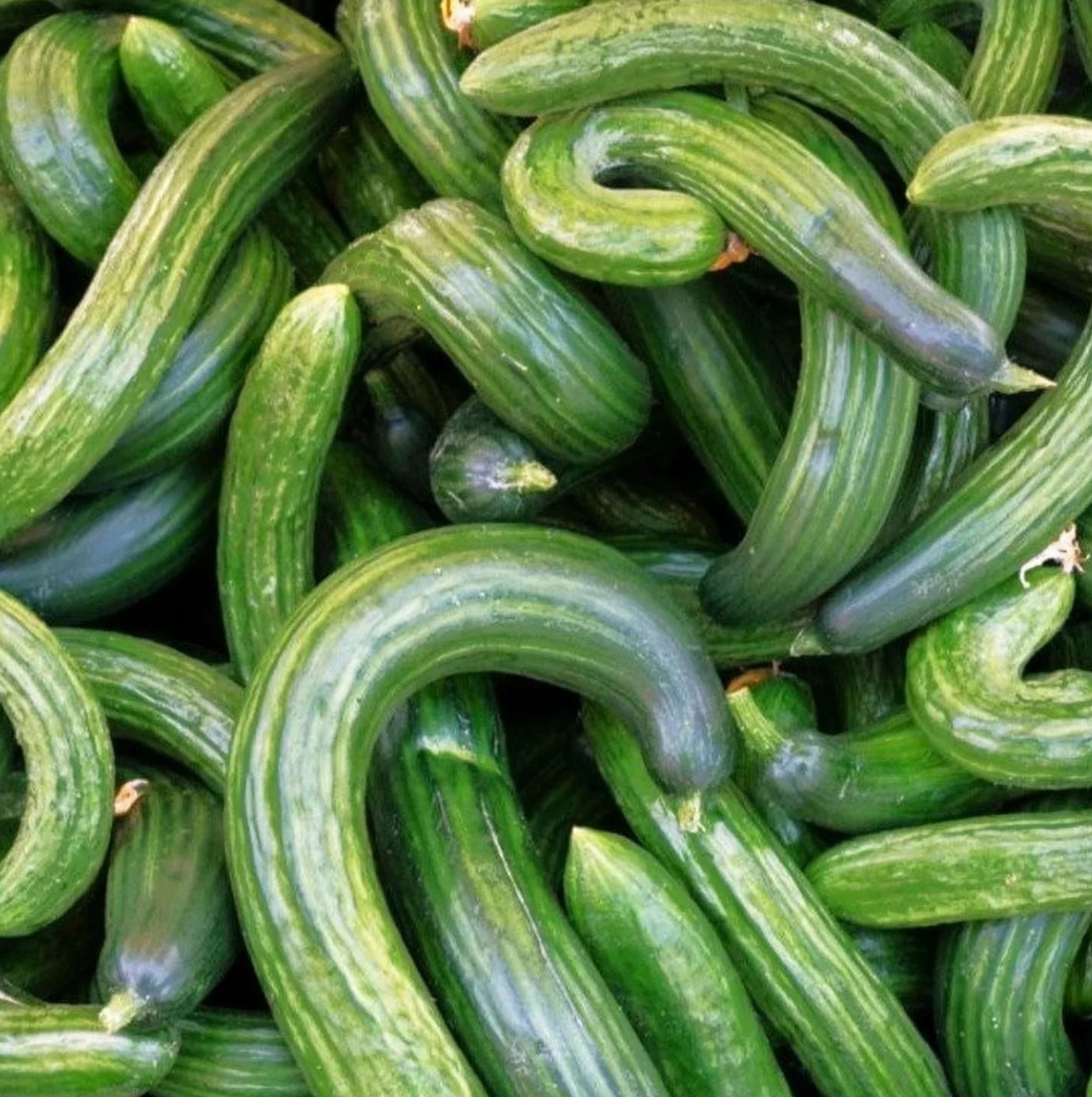 DARK GREEN ARMENIAN CUCUMBER SEEDS 50+ “METKI” Vegetable GARDEN FREE SHIPPING