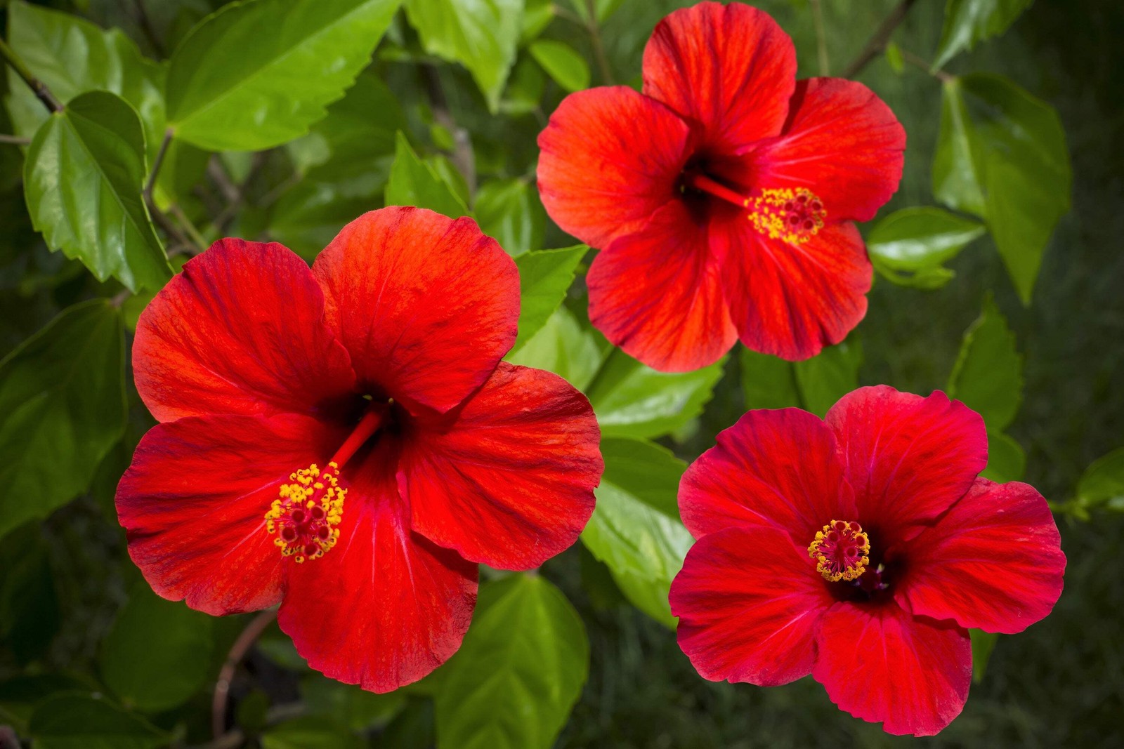 25 MIXED LUNA HIBISCUS Moscheutos Hardy Red, Hot Pink, Pink & White Swirl Seeds