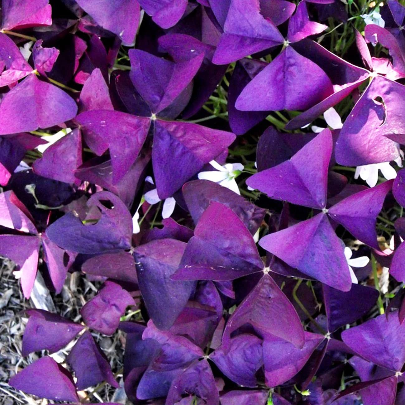 12+ Bulbs Purple Shamrocks Oxalis Triangularis Lucky Lovely Flowers Bulbs Gro…