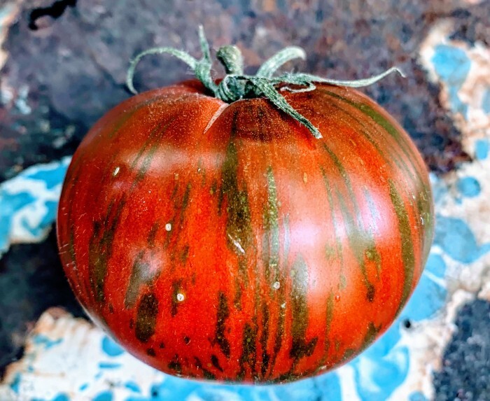 120+ Vintage Wine Striped Tomato Seeds – Beefsteak – Heirloom – HUGE 1 LB – RARE
