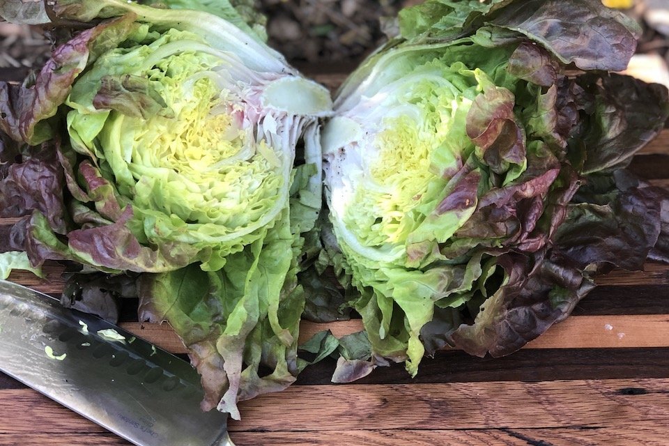 1000+ Marvel of Four Seasons Lettuce Seeds, OLD FRENCH FAVORITE HEIRLOOM,NON-GMO