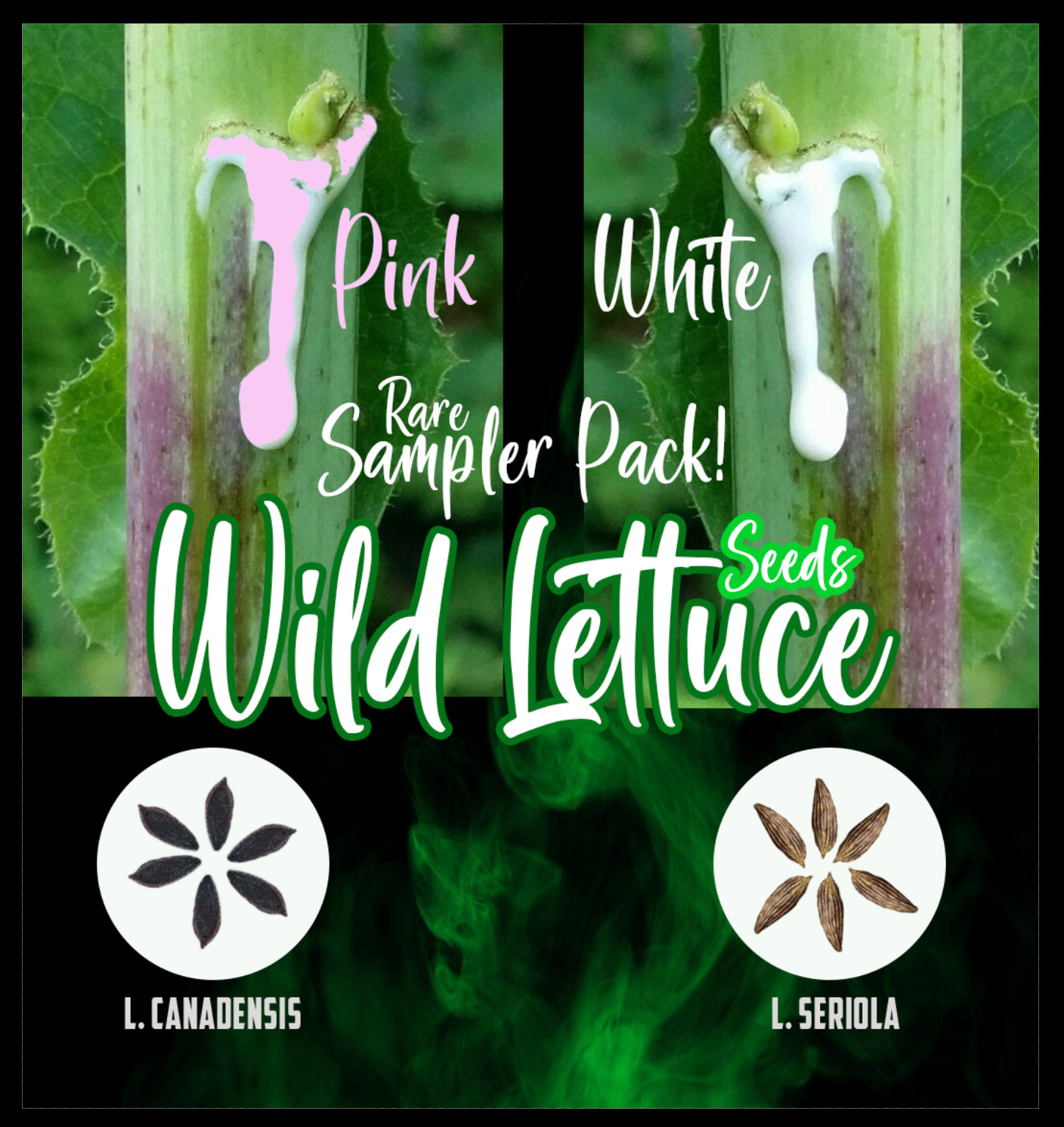 Wild Lettuce Seeds PACK (Lactuca serriola AND canadensis) herb 50+ – USA