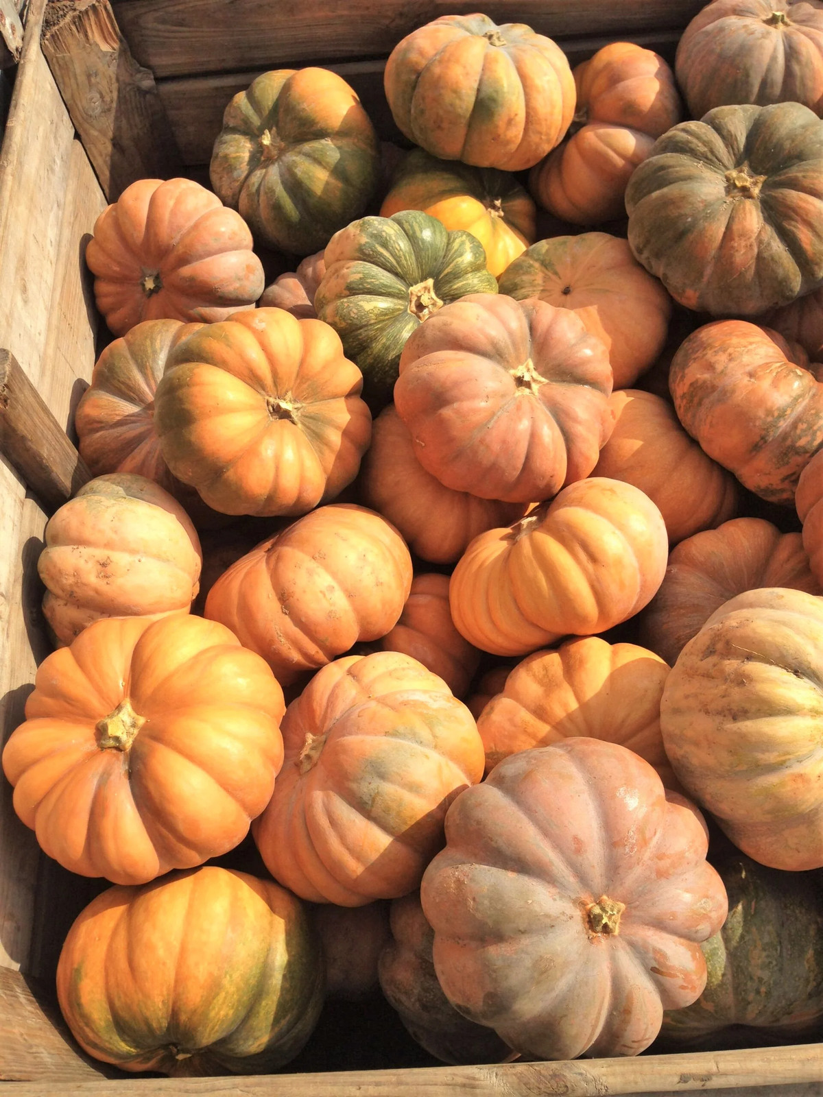 Fairytale Pumpkin (Musqee de Provence) Seeds | Cinderella Pumpkins Seed 2024