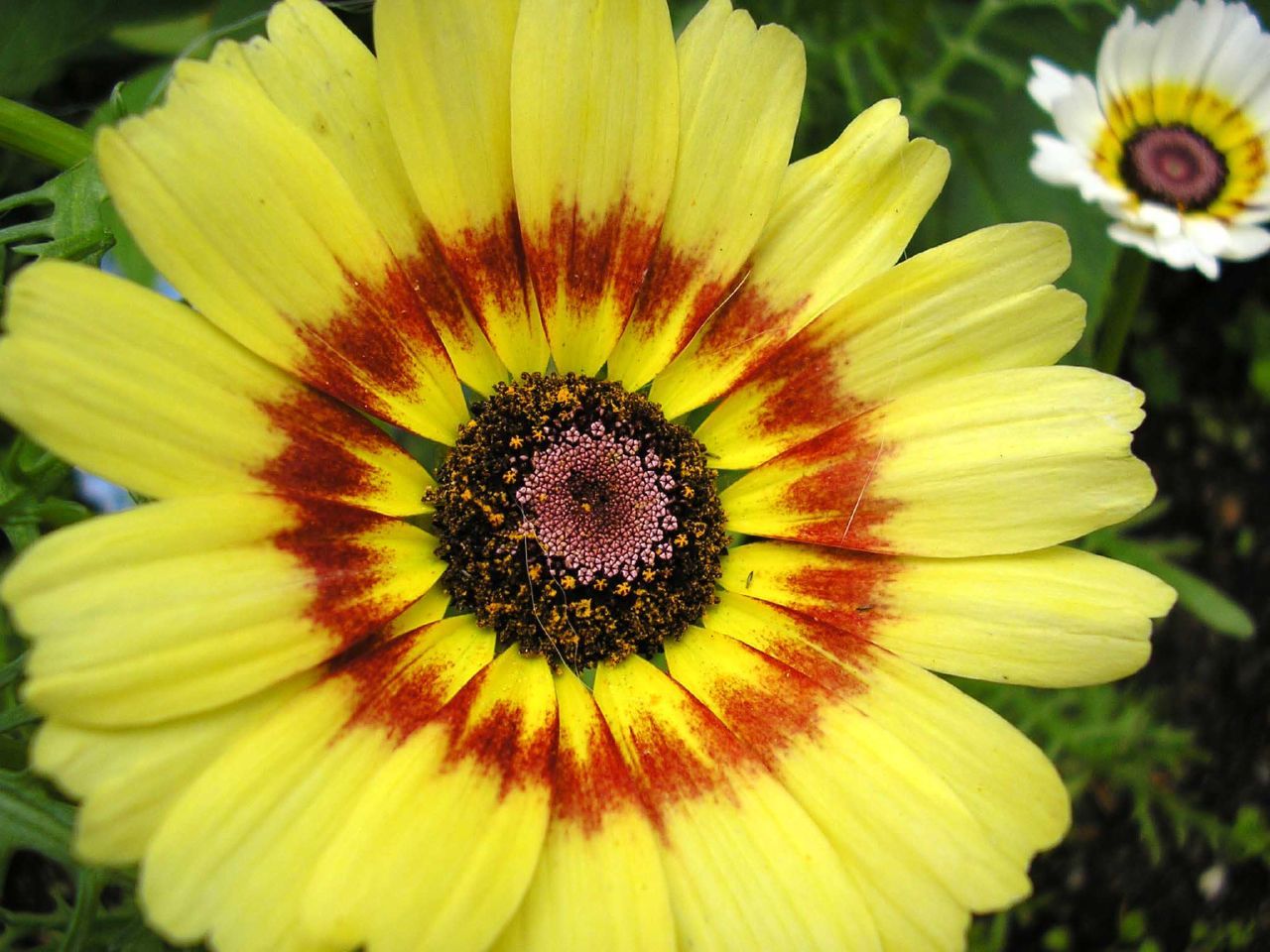 daisy, PAINTED TRICOLOR tri color 240 seeds GroCo* (BUY ANY 10 ITEMS-SHIPS FREE)