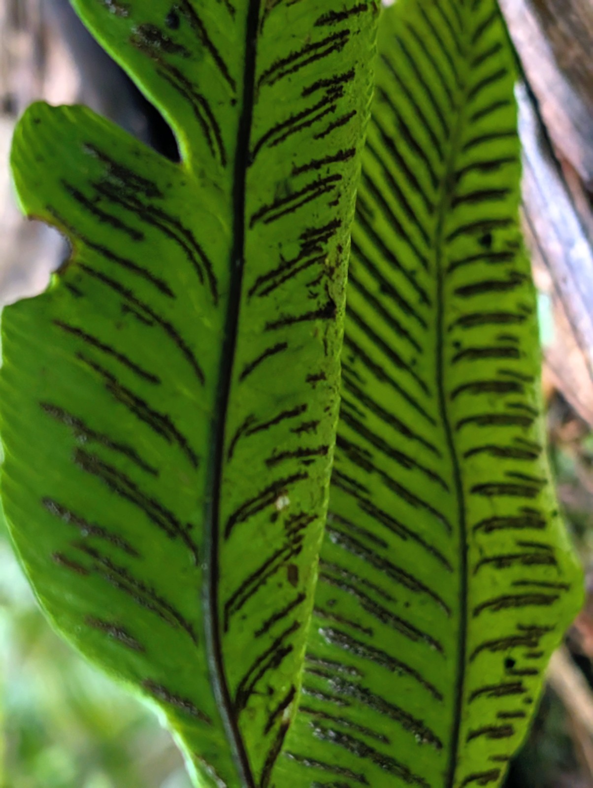x2 LIVE Bare : Diplazium Ferns 10″ long each, exotic rare fern SHADE