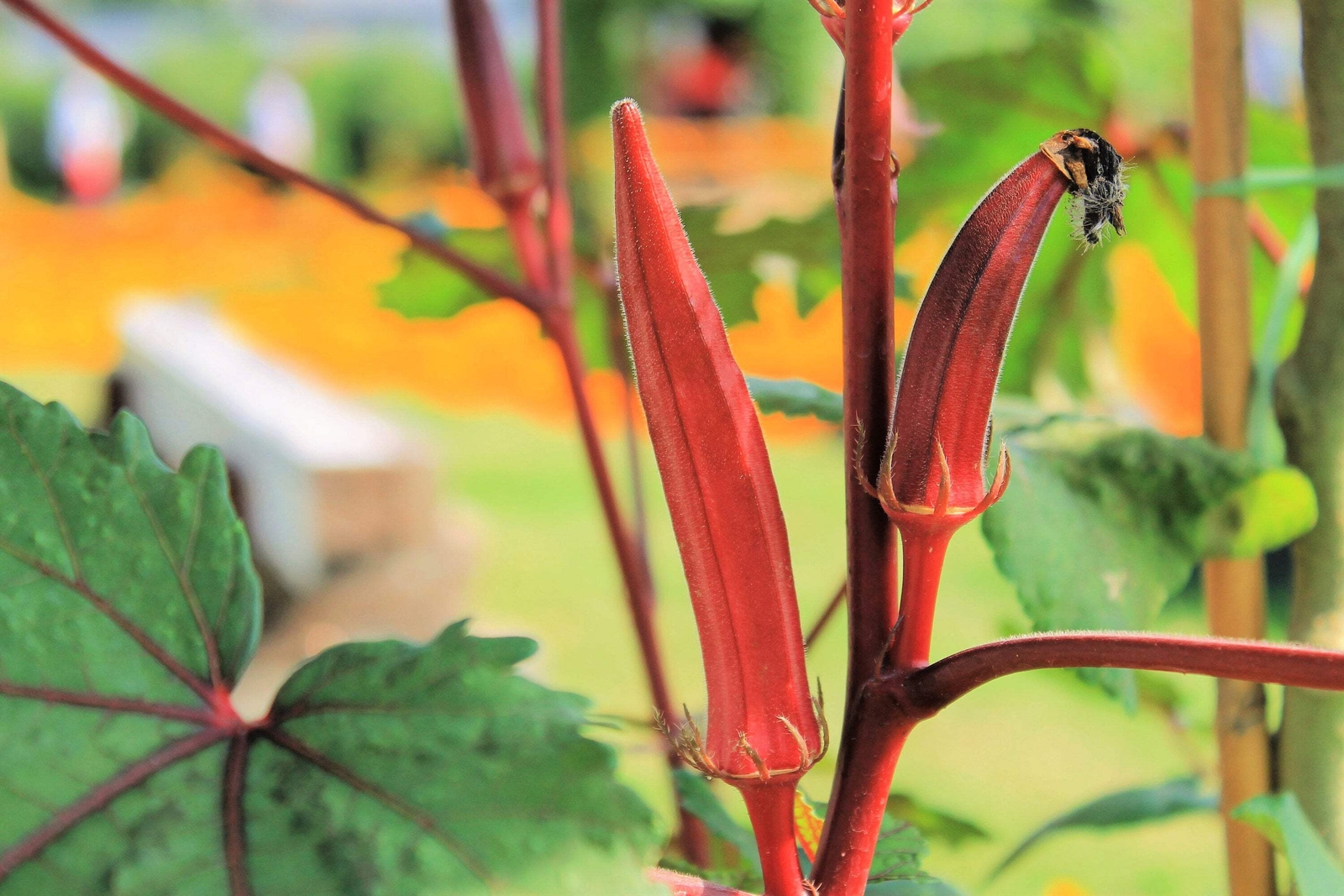 50 JING ORANGE OKRA Abelmoschus Esculentus YellowFlwr Red Orange Vegetable Seeds