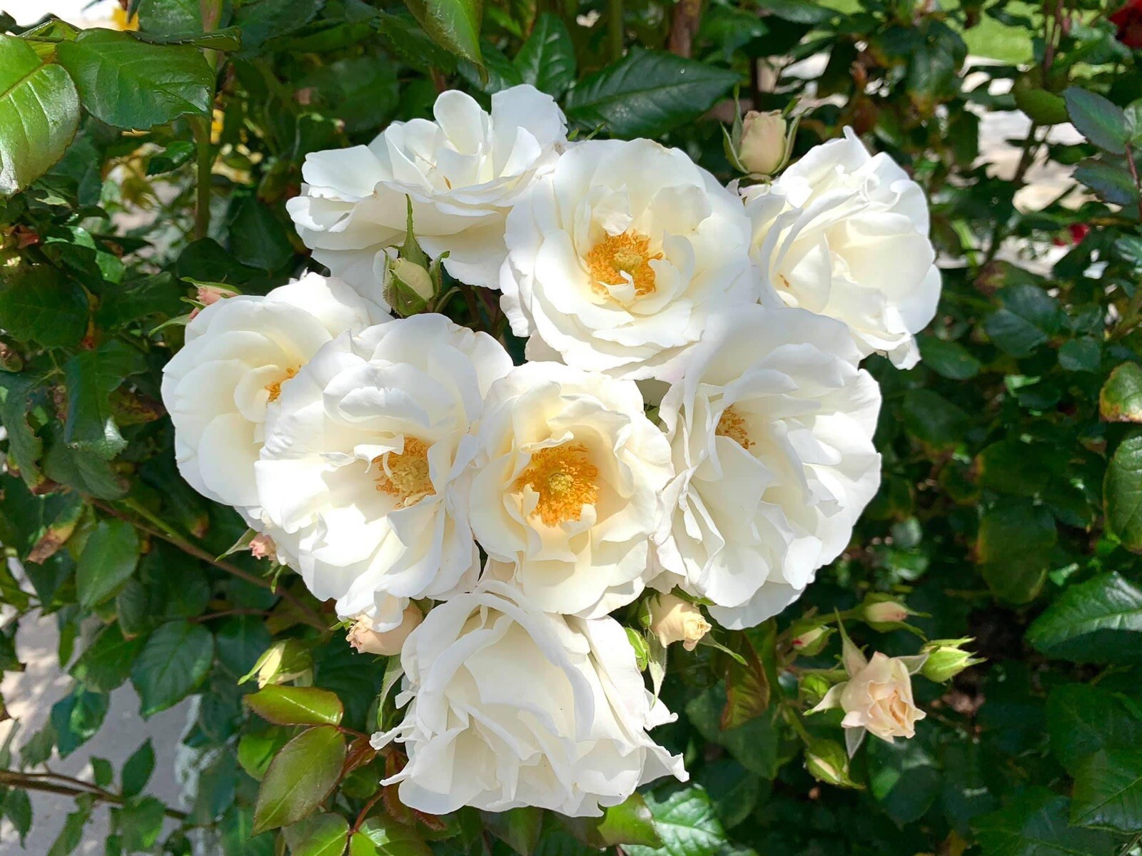 Fragrant Swany Rose, Shrub Rose – 20 Seeds 2024 – USA