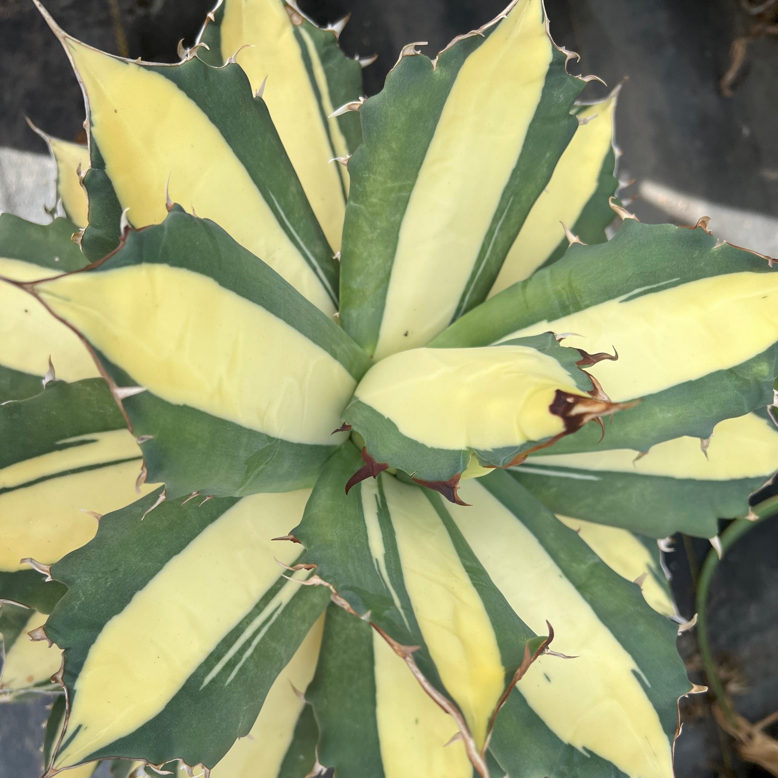 Agave titanota “Sabertooth Tiger” Cousin of “Snaggle Tooth” VARIEGATED 2″-3″ Wd