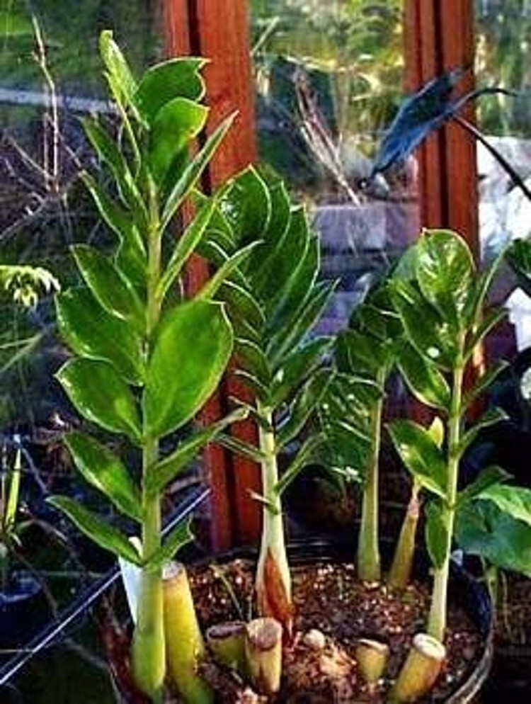Zamioculcas Rare Zamiifolia Caudex Forming Aroid Hardy Indoors Live Plant 6″ Pot