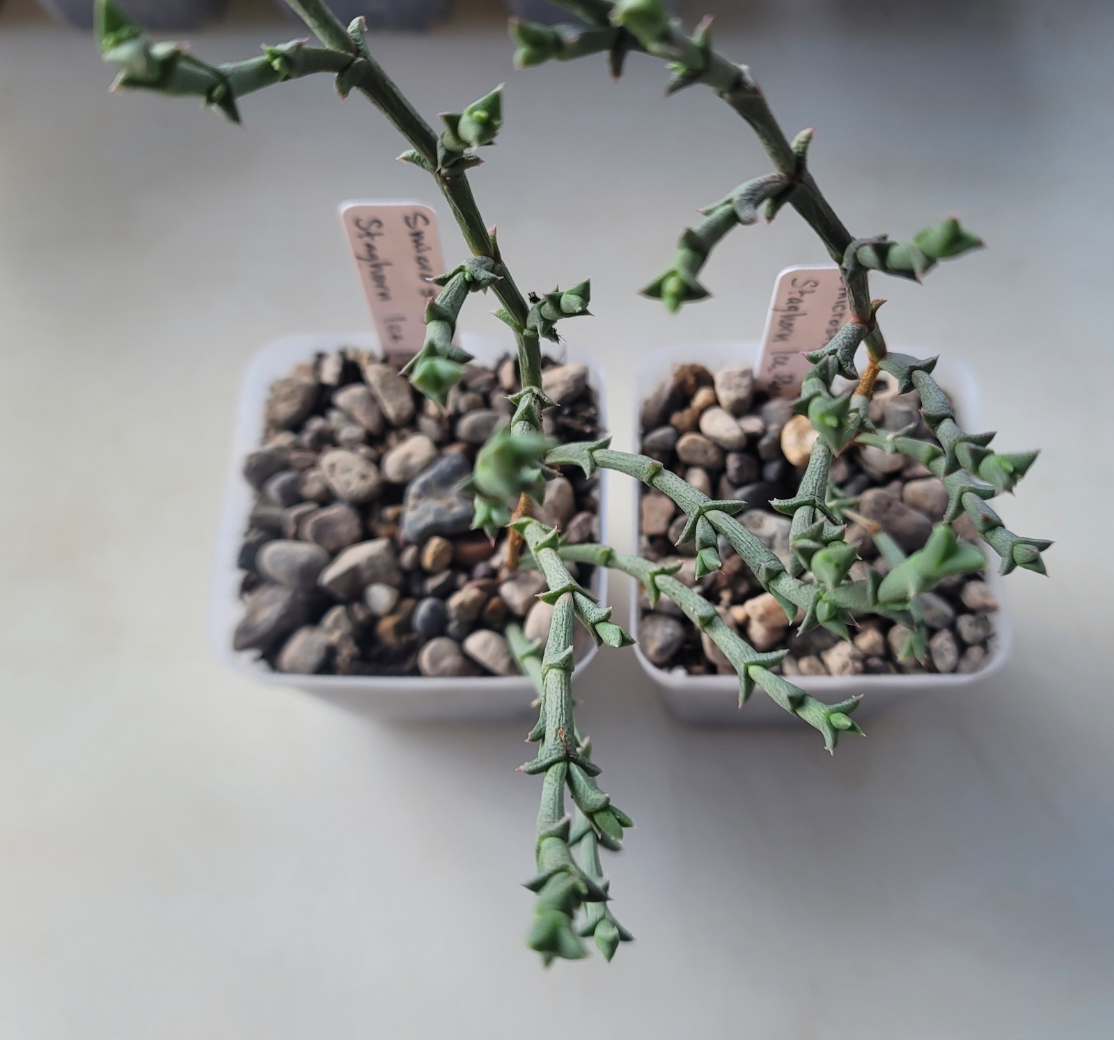 Live Rooted Smicrostigma Viride “Staghorn Ice Plant” Succulent In 3″ Pot