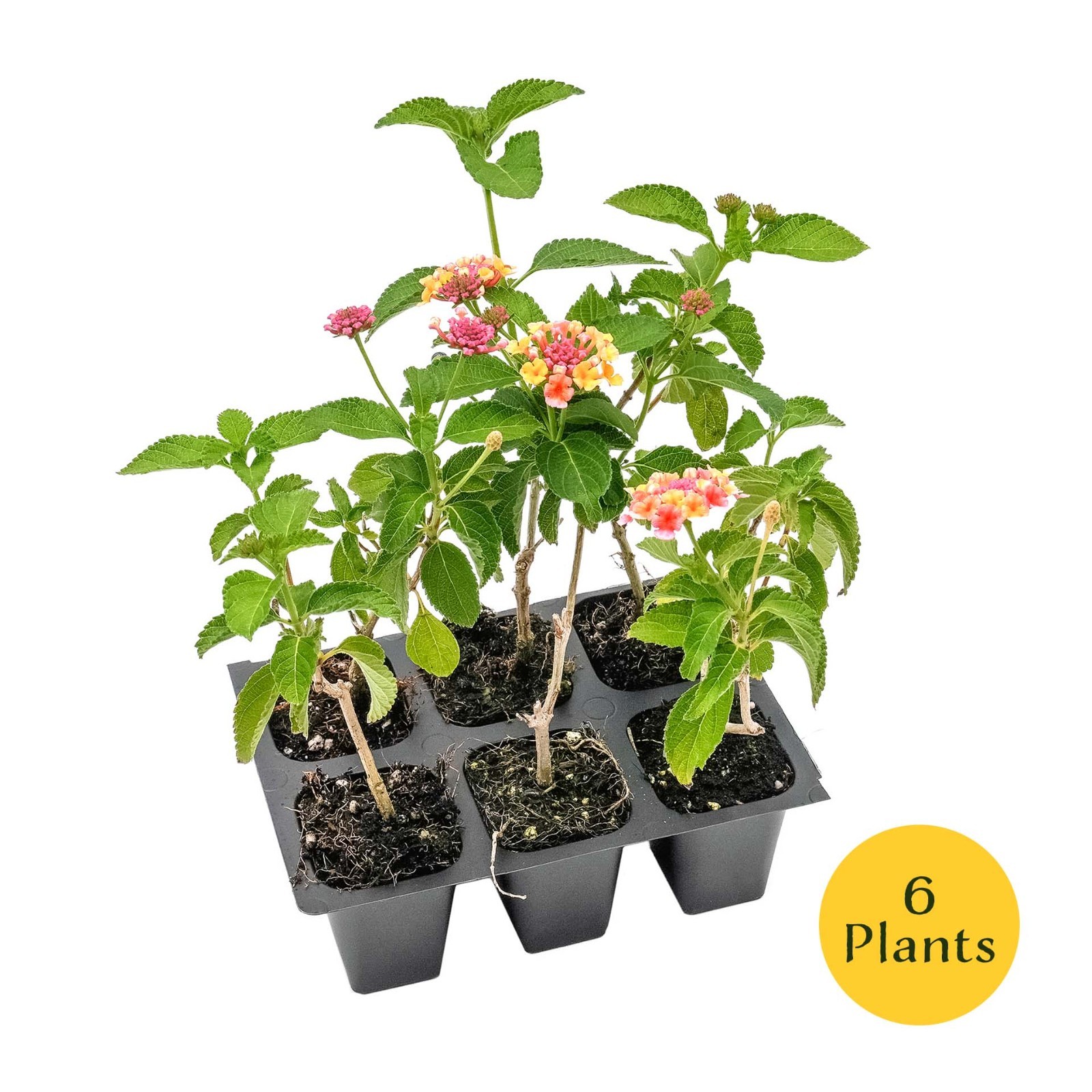 Confetti Lantana in 2.5” Nursery Cubes (Lantana camara ‘Confetti’) | Live Plants