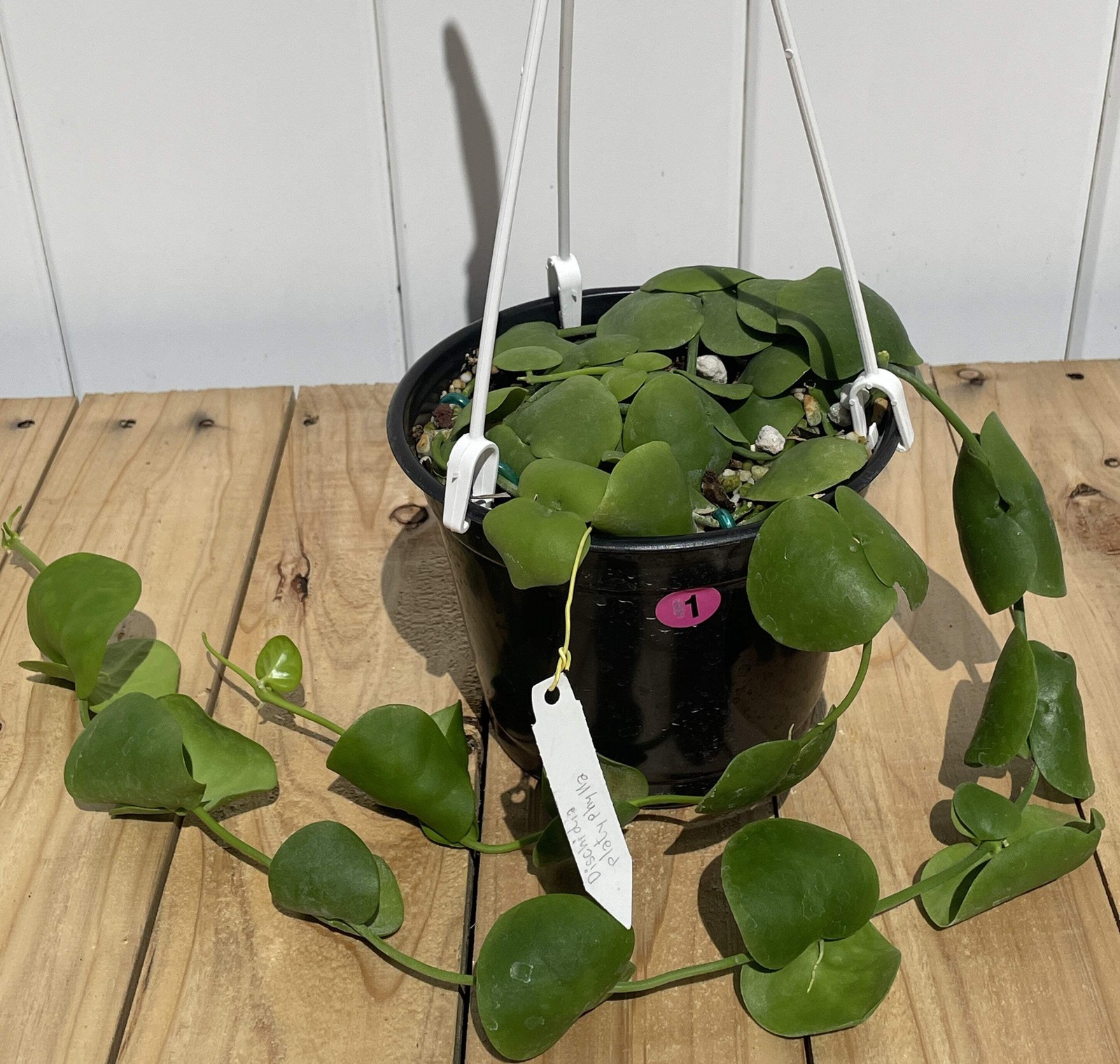 Dischidia Platyphylla – Grown In 6” Hanging Pot – Super Healthy!