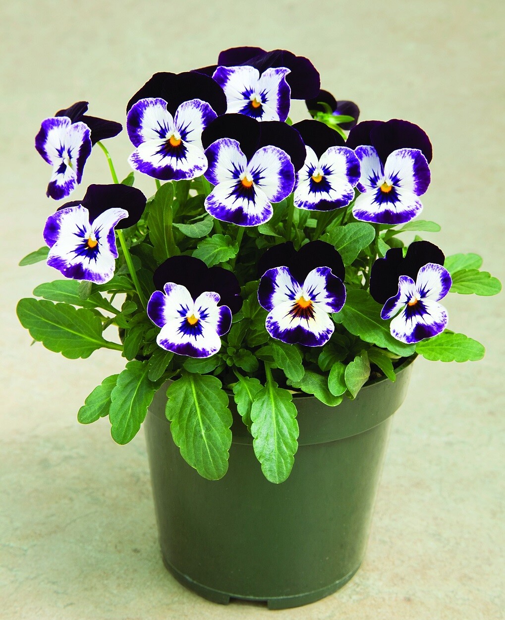 Viola Seeds 25 Penny Mickey Viola Cornuta Seeds