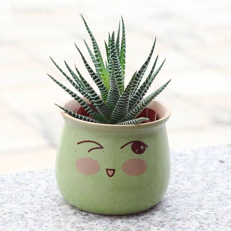 Rare Succulent Plants | Live House Plants for Home Office and Garden Decor