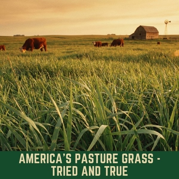 Old Cobblers Farm™ Wicked Tuff Turf Meadow Bromegrass (Grasses) – Season Forage