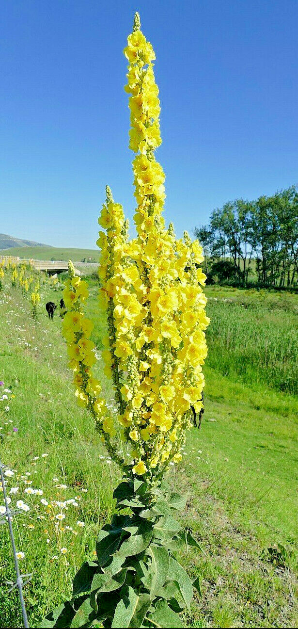 Great mullein 1000 seeds, wooly mullein, hardy 6-10′ tall, verbascum BULK seeds
