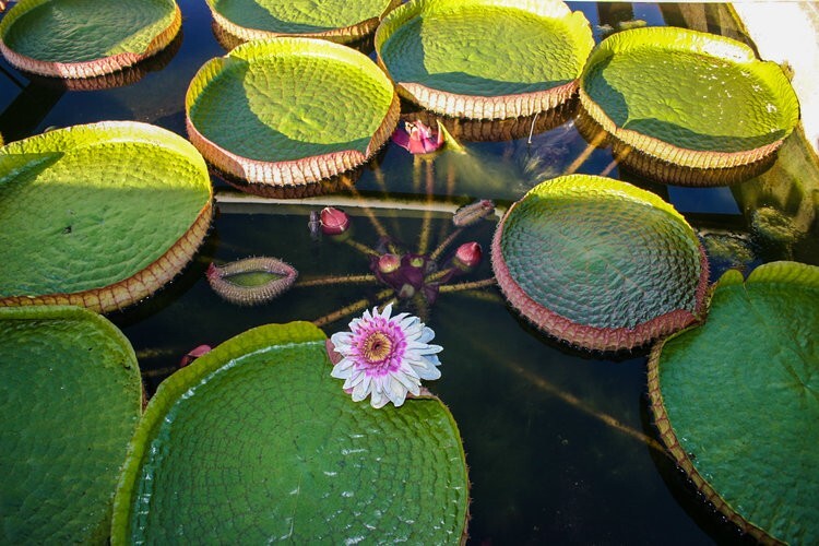 3 Victoria Cruziana Tropical Waterlily Started Plant Not Seed Pre Sale