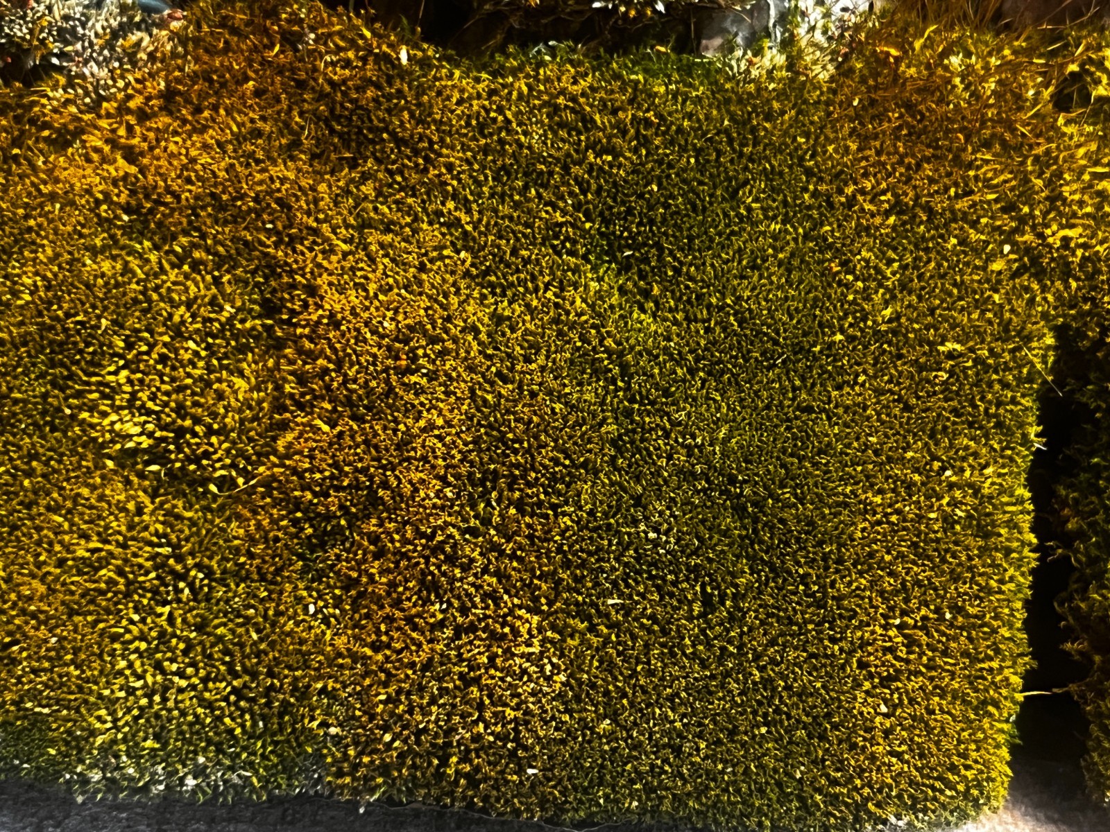 Live Silvergreen Bryum Moss 2×2 inches