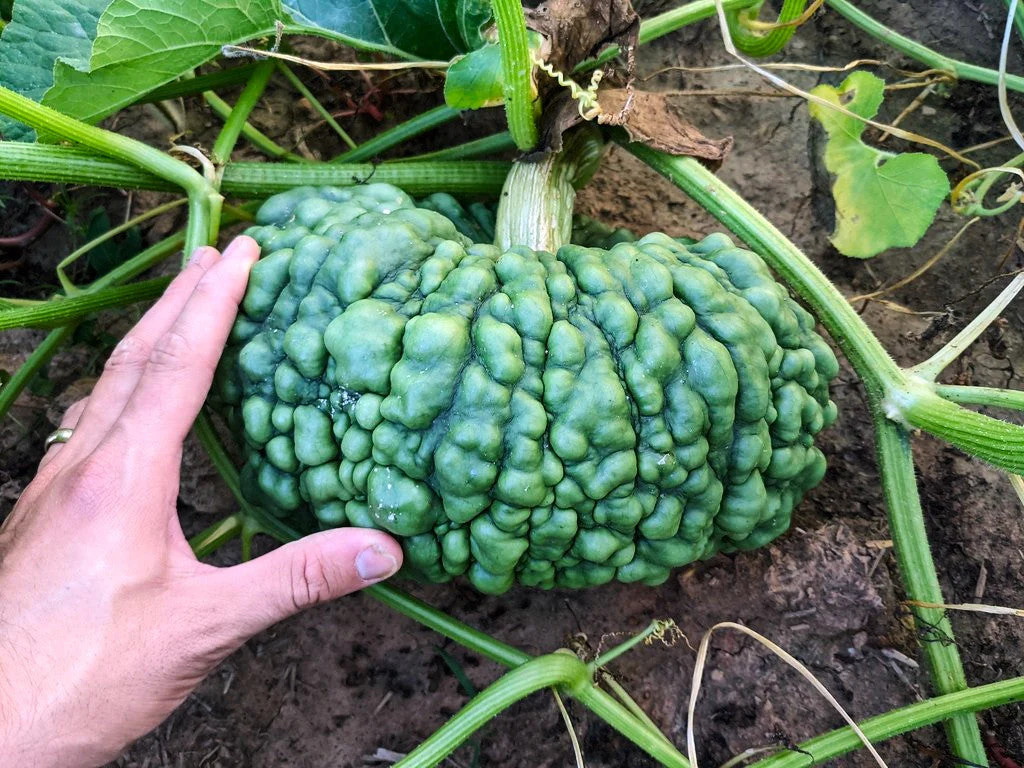 Marina Di Chioggia Squash Seeds – For 2025 Planting Italian Green Zucca Barucca