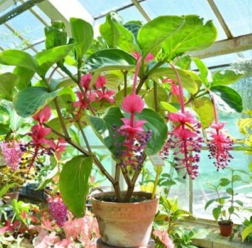 Medinilla Myriantha “Malaysian Orchid” Live Flowering Plant AKA Malaysian Grapes