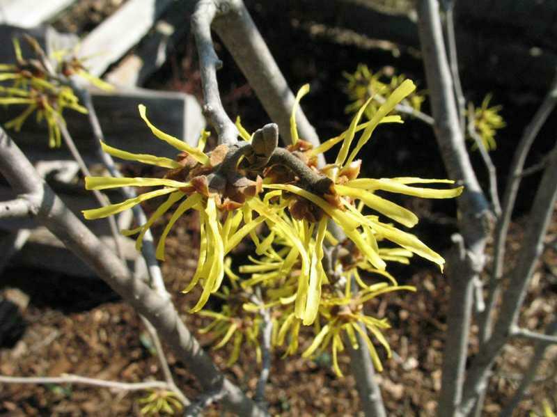 10 WESTERSTEDE WITCH HAZEL SEEDS – Hamamelis × intermedia ‘Westerstede’