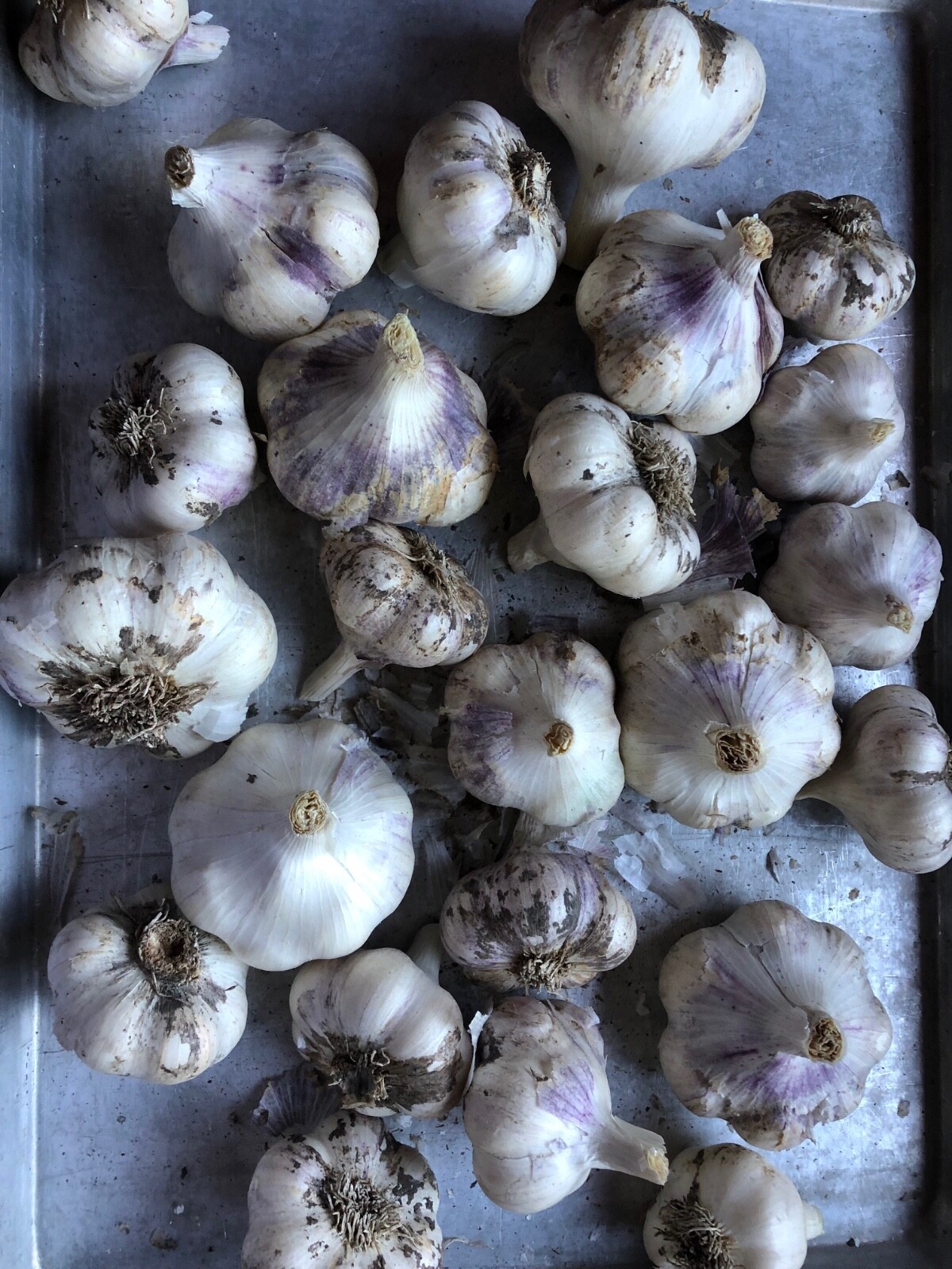 GARLIC Bulbs, Organic, ~6 types hard & soft mixed, Eat / plant – FREE SHIPPING