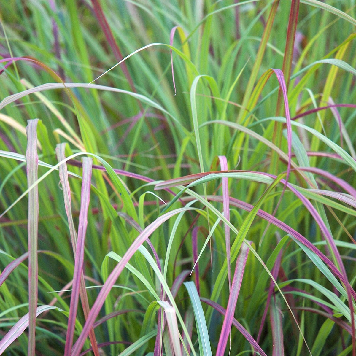 1 Lb Little Bluestem Native Grass Seeds – Everwilde Farms Mylar Seed Packet