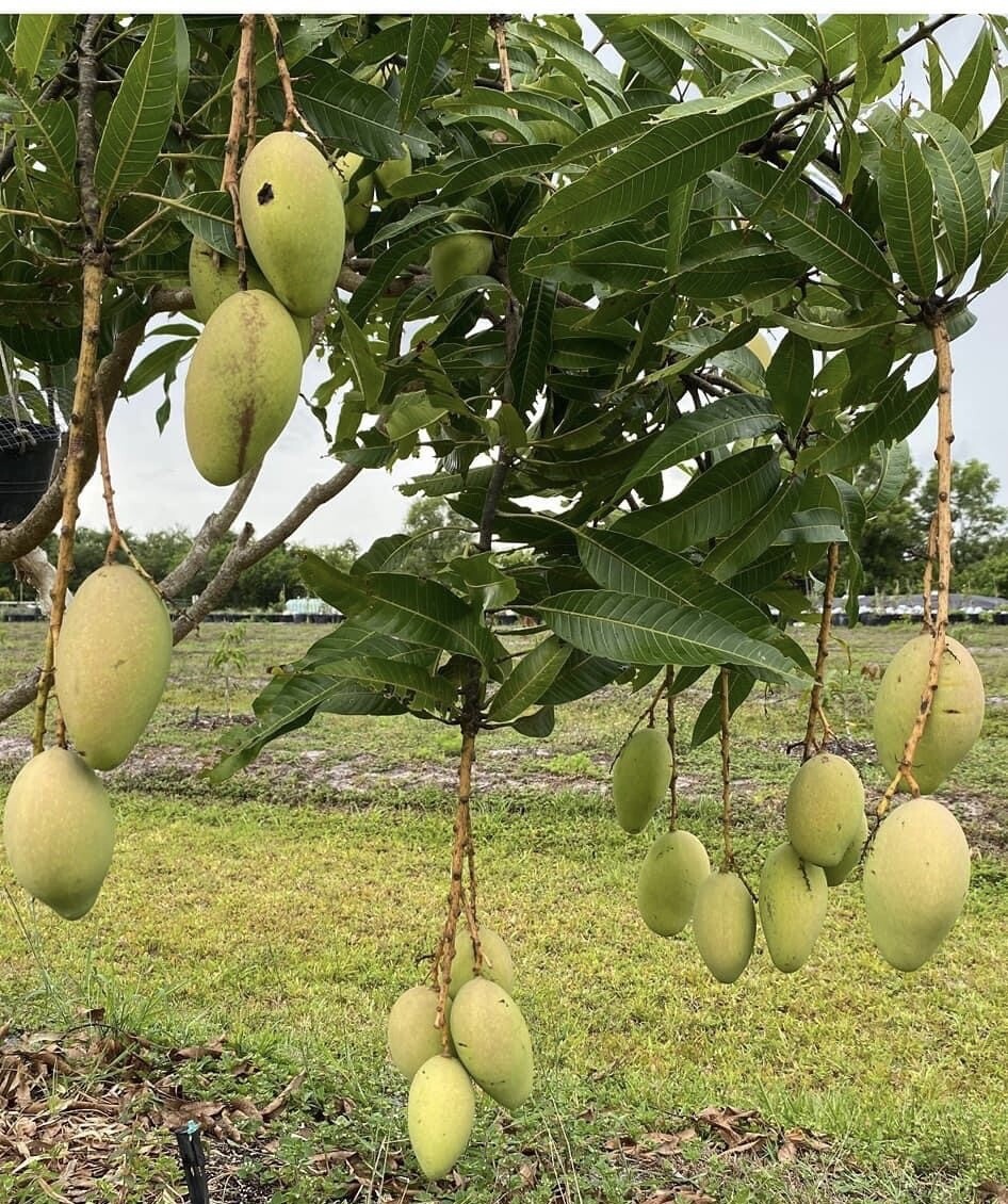 ORANGE SHERBET Grafted MANGO Tree 3Gal Pot Ready To Fruit Ship UPS Overnight