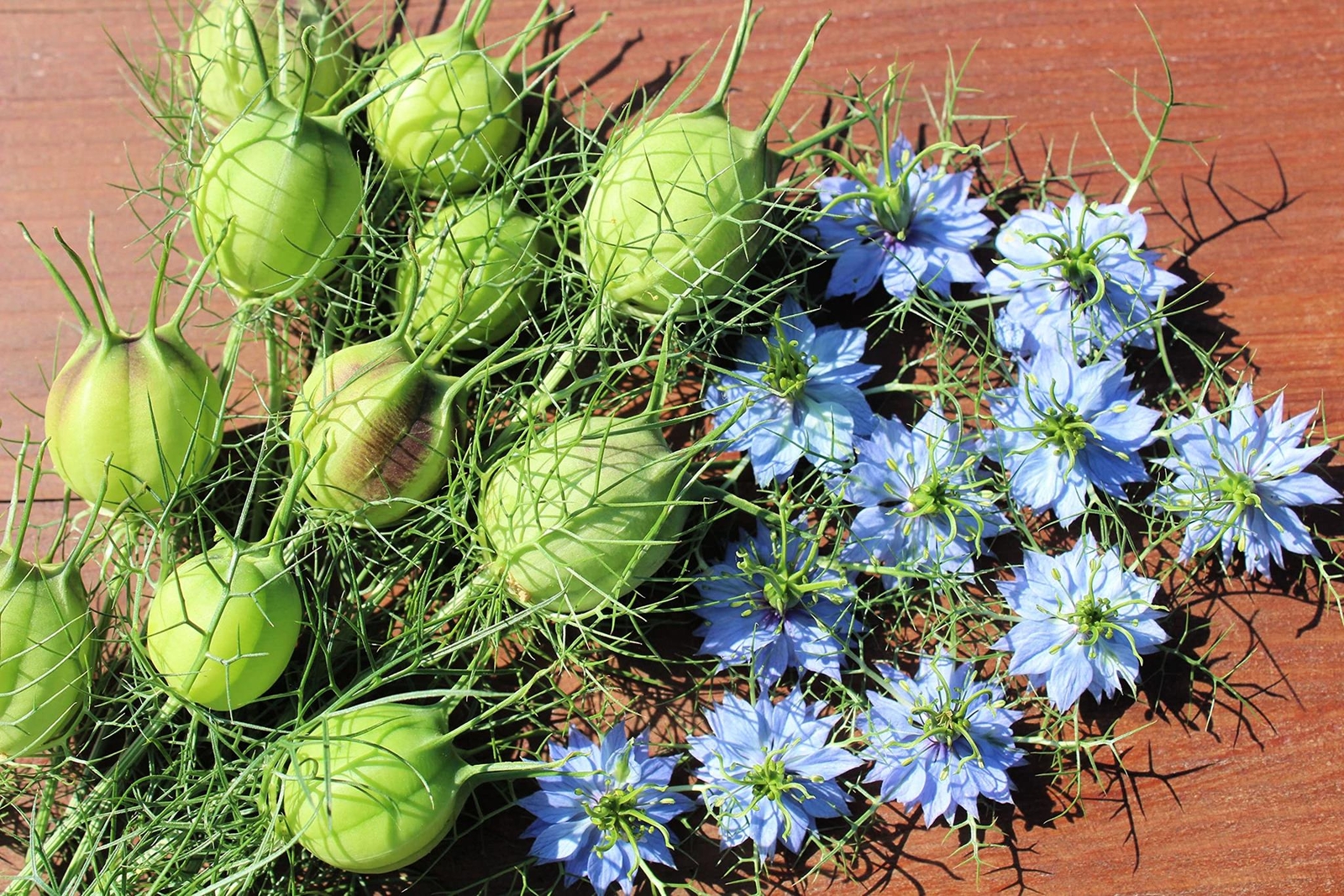 Love in a Mist Flower Seeds for Planting (500 Seeds) – Nigella damascena