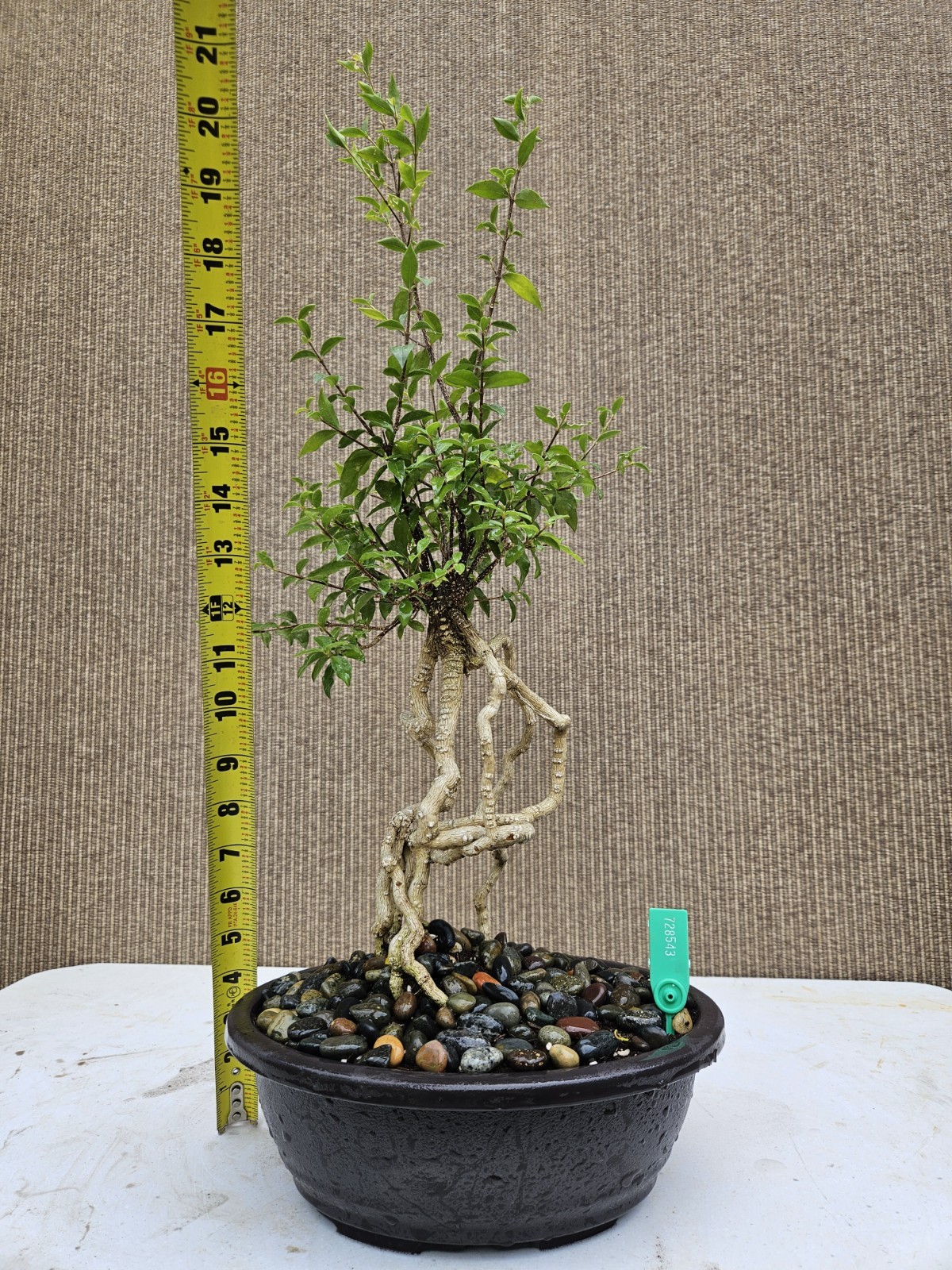 Old Barbados Cherry ( Malpighia Glabra-Hồng ngọc mai ) Bonsai Tree,,,sale