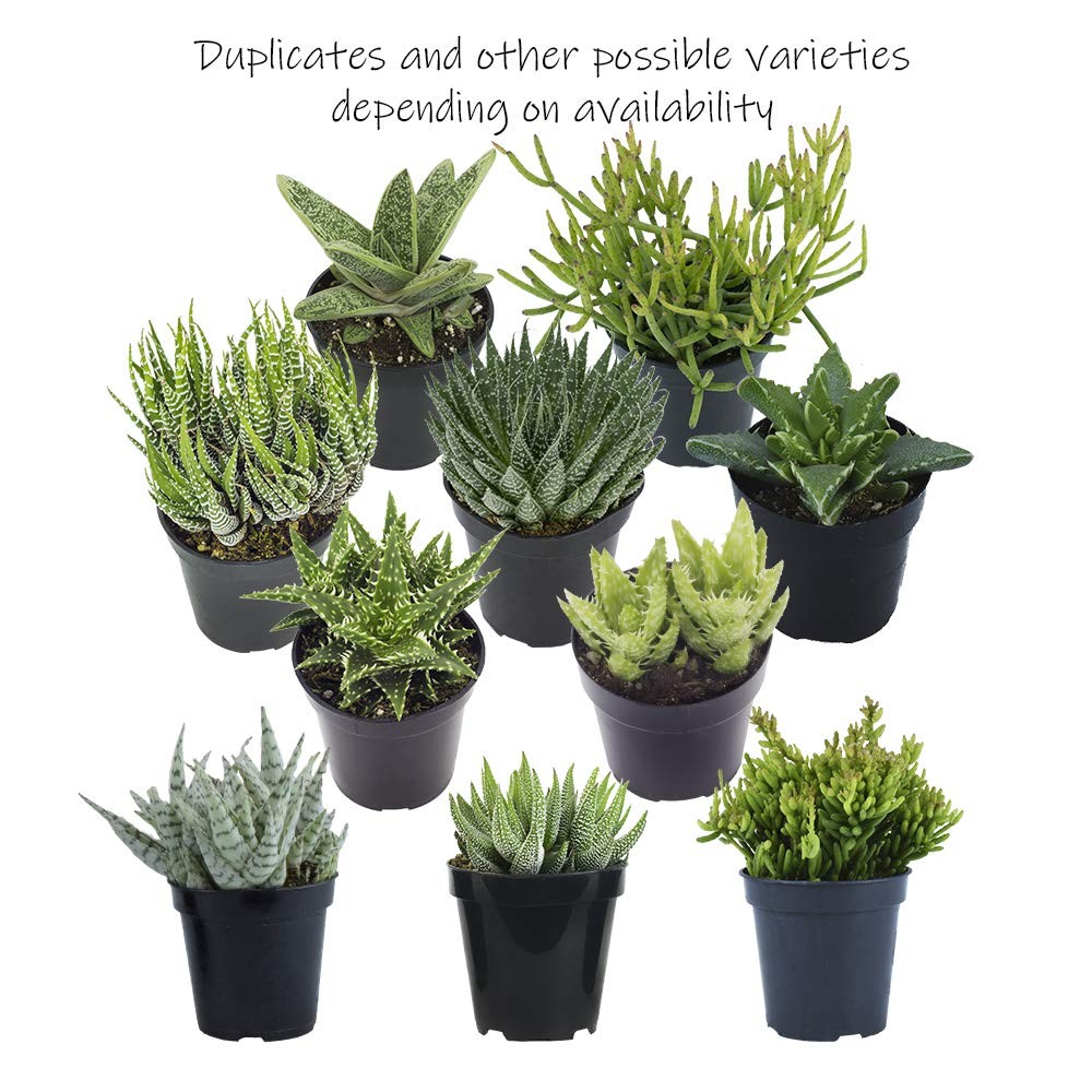 Altman Plants Assorted Succulents 12-Pack Live Houseplants Easy Care Indoor