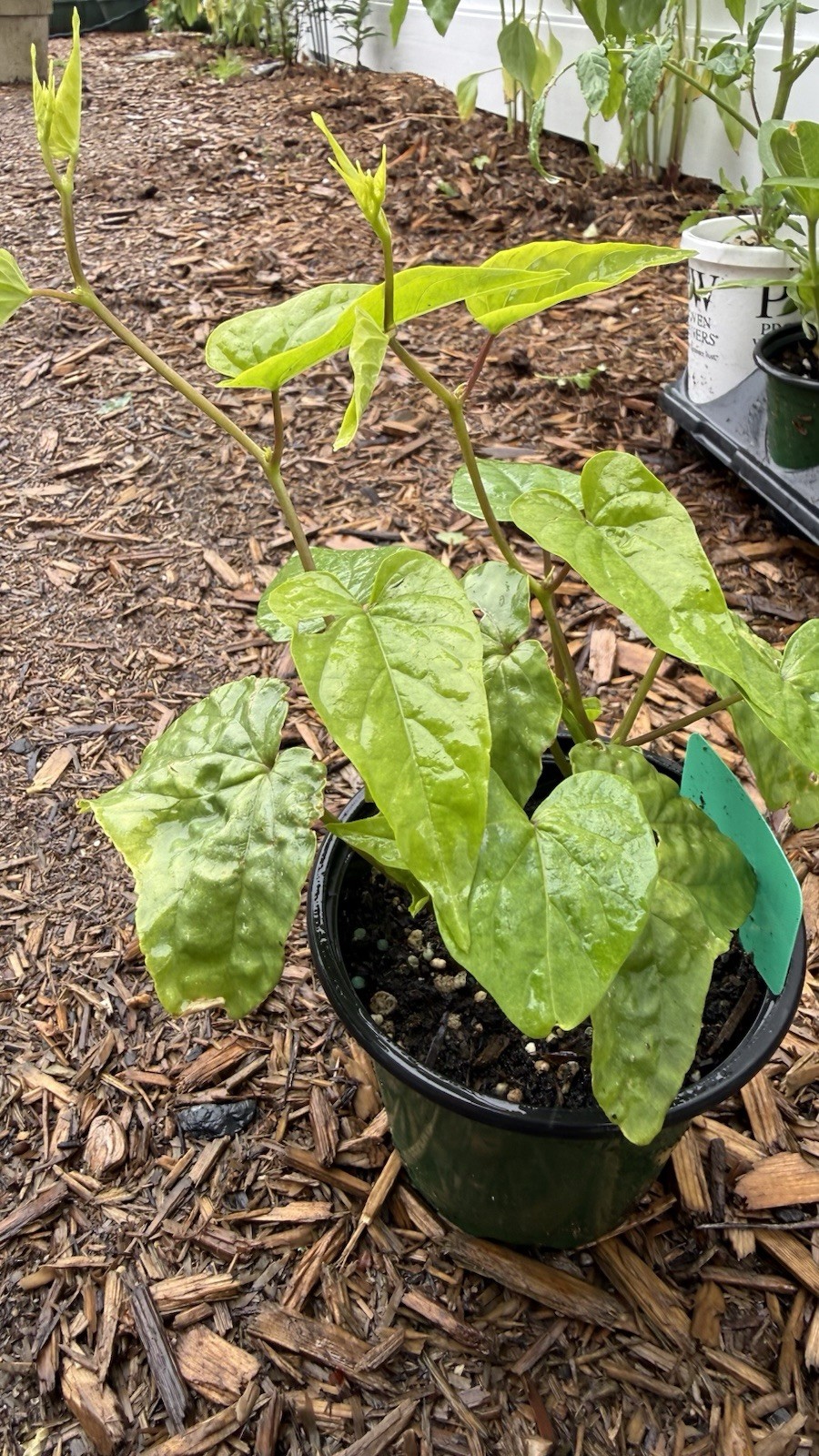 Moon Flower Live Plants
