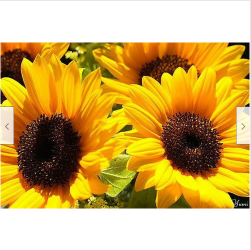 Helianthus Annuus American Wild Child Multi-Branch 4-6 inch SunFlowers~20 Seeds