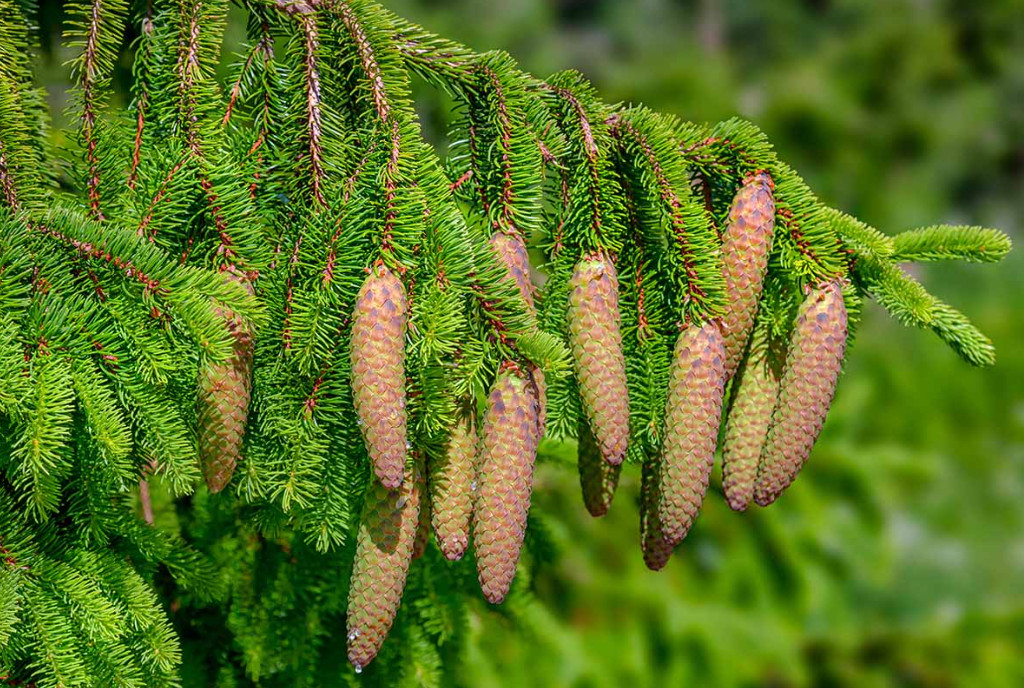 Norway Spruce Plant – 3-6″ Tall – Evergreen Conifer Tree for Landscaping, Windbr