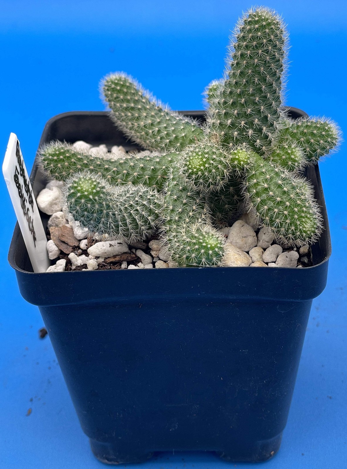 Rebutia Fabrisii Cactus – Rooted in 3.5″ Pot – Beautiful Masses Of Orange Flower