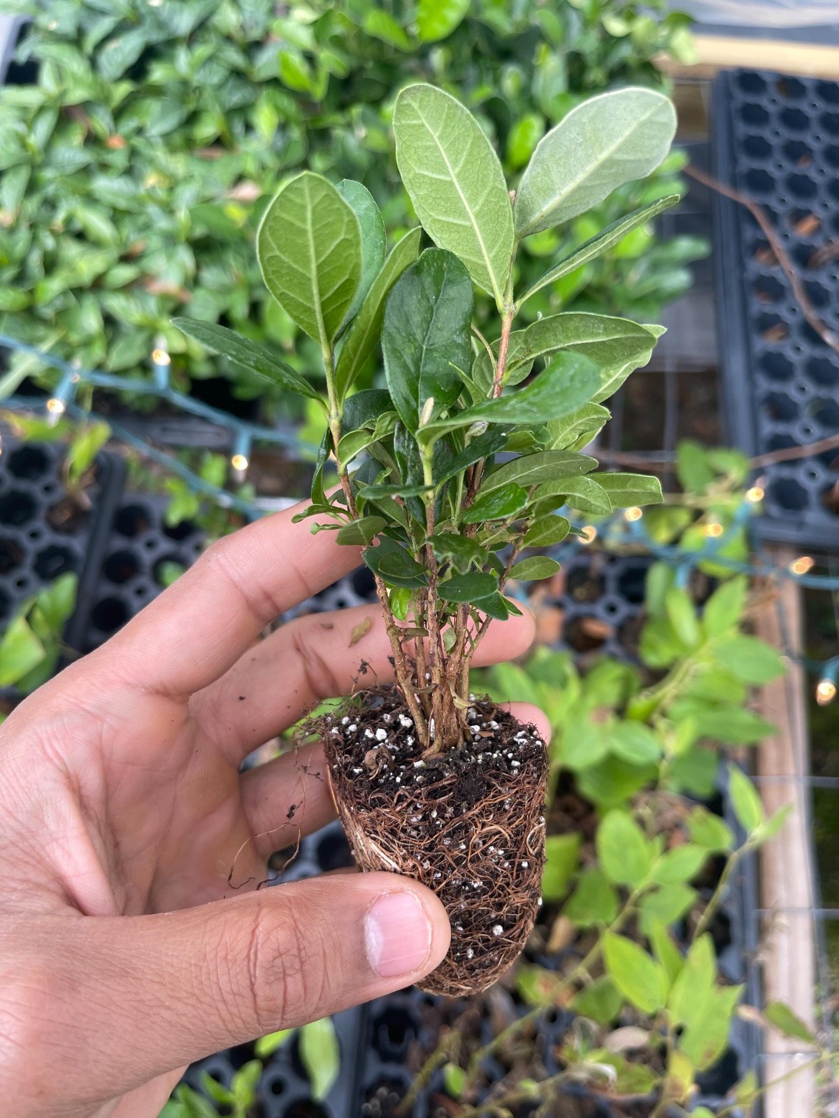 Pineapple Guava Live Plant Acca Sellowiana Edible Evergreen Fruit Shrub