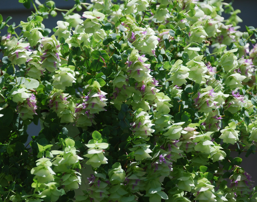 Kent Beauty Oregano Plug Plant – 2-5″ Tall – Trailing Ornamental Herb for Basket