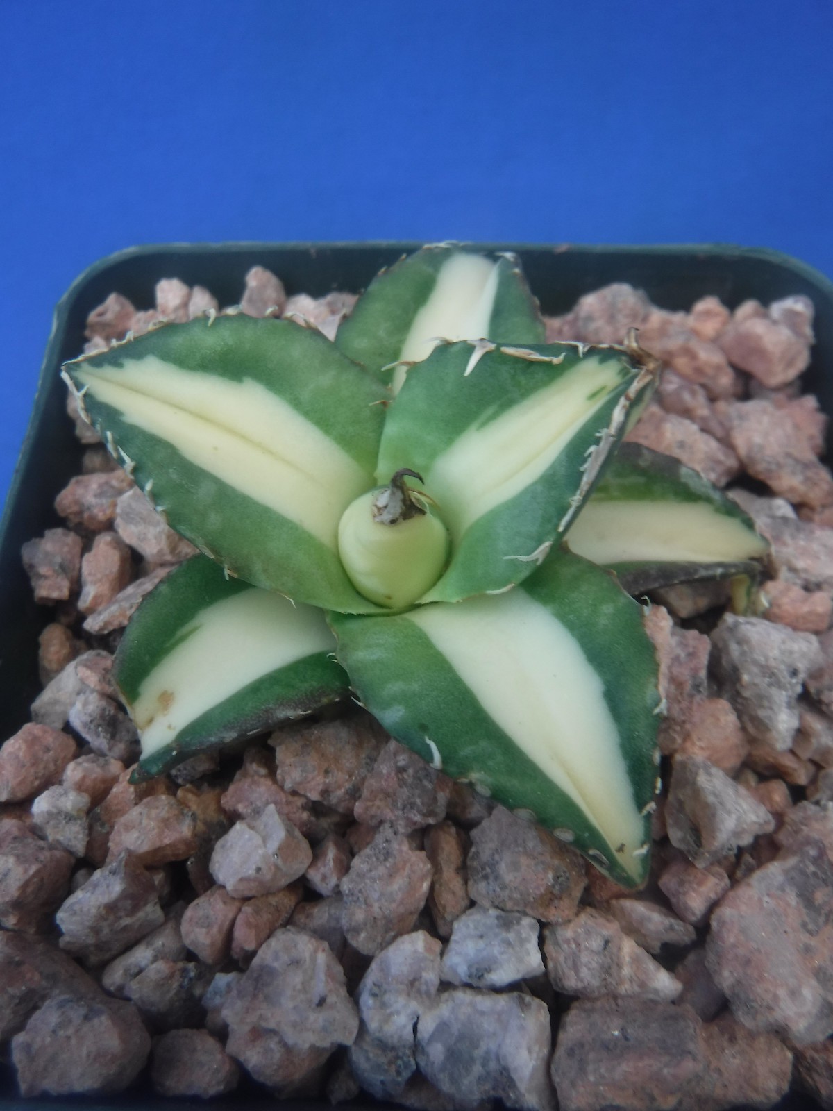 Agave titanota “Sabertooth Tiger” Cousin of “Snaggle Tooth” VARIEGATED 2″-3″ Wd
