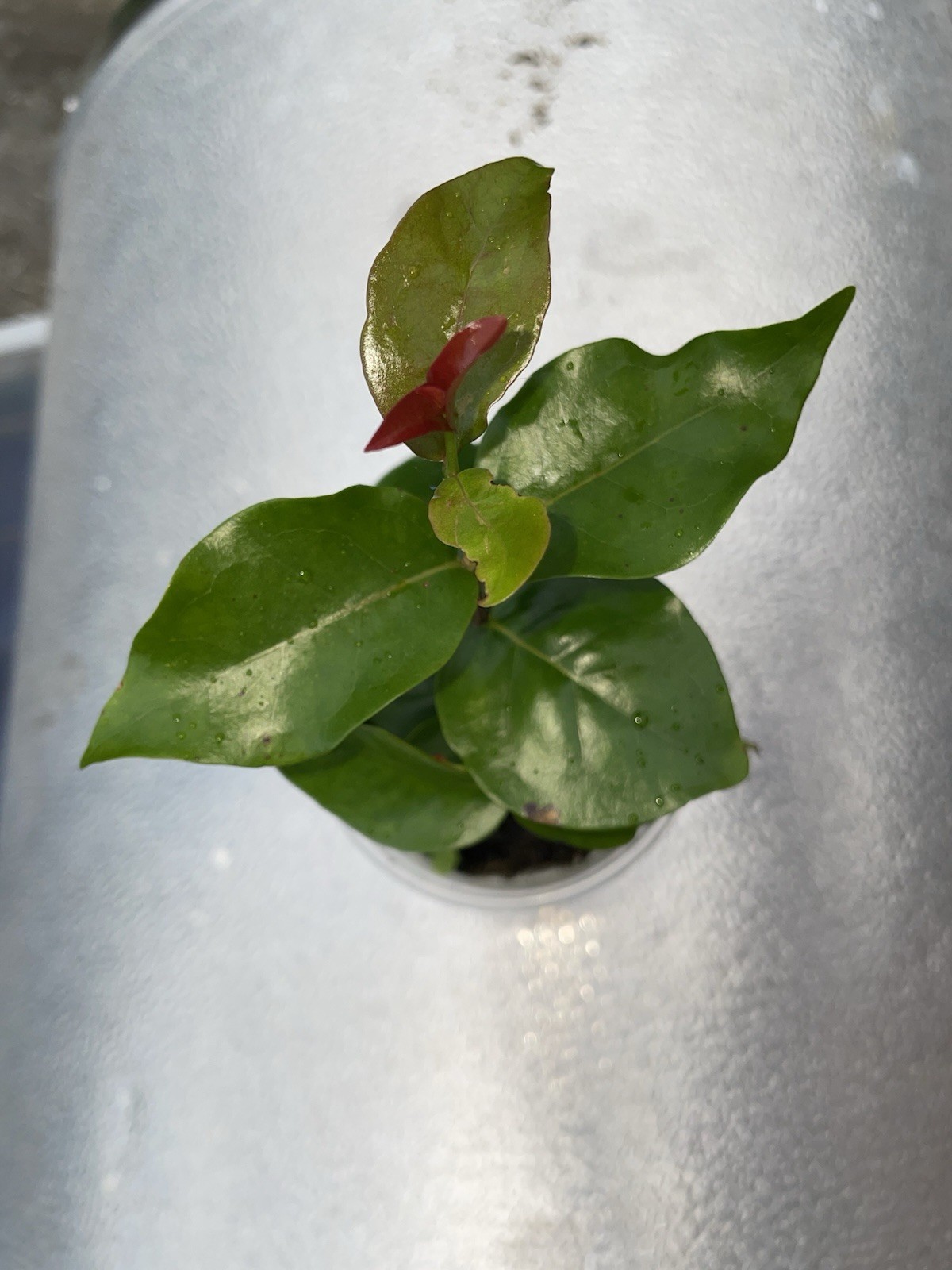 Surinam Cherry Red Eugenia Uniflora Pitanga 4-7″ nangapirí Myrtaceae