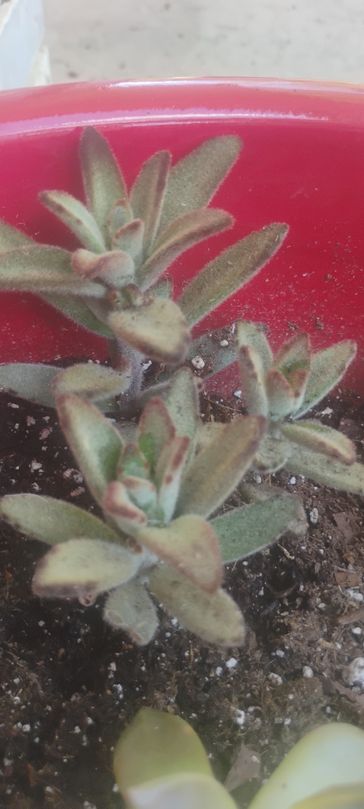 Succulents Teddy Bear