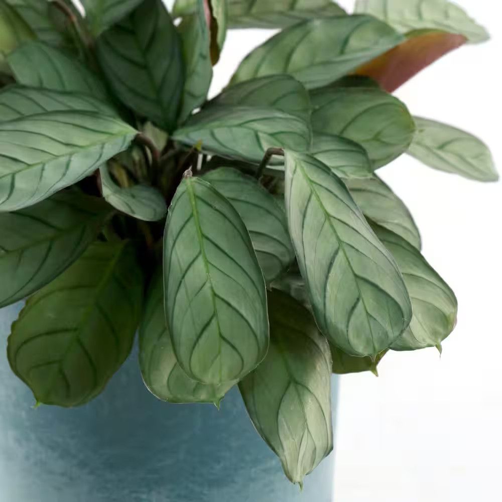 4 In. Calathea Amagris Plant in Grower Container (3-Pack)