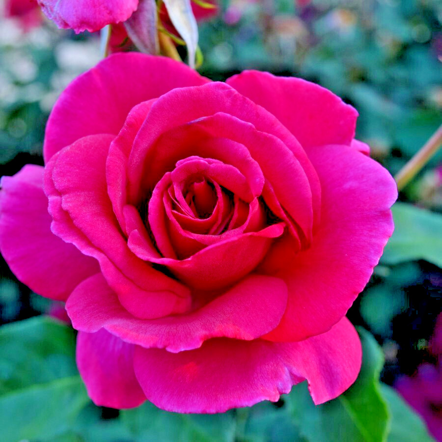 Rose Bush MULTICOLORED TRUE SERENTITY 1 Live 1-2’ Flower Plant YELLOW PINK RED